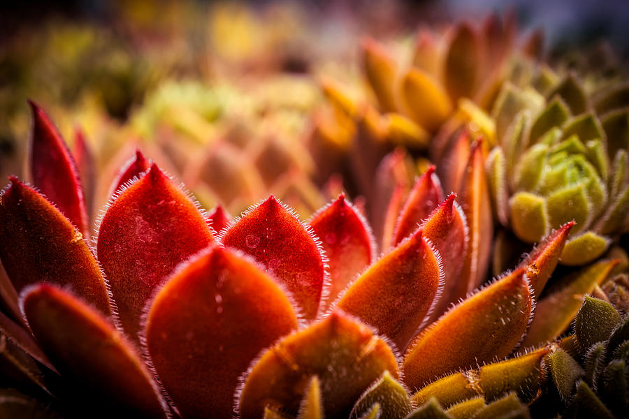 Colorful Succulents plant #1 Photograph by Lilia S