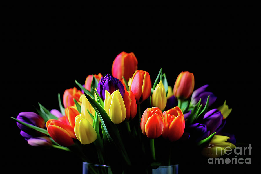 Colorful Tulips #1 Photograph by Darren Fisher
