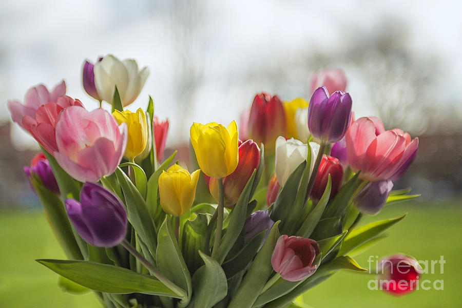Spring Photograph - Bouquet of colorful tulips by Patricia Hofmeester