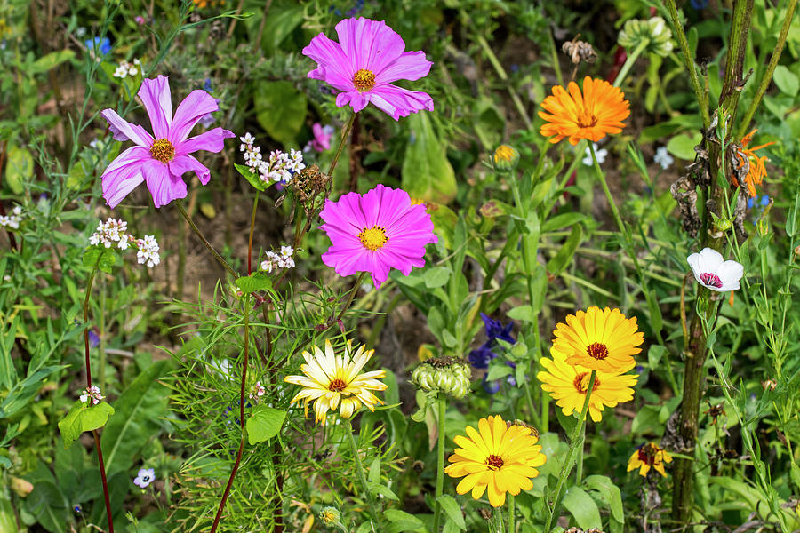 Colorful Wildflowers #1 Photograph by Arterra Picture Library
