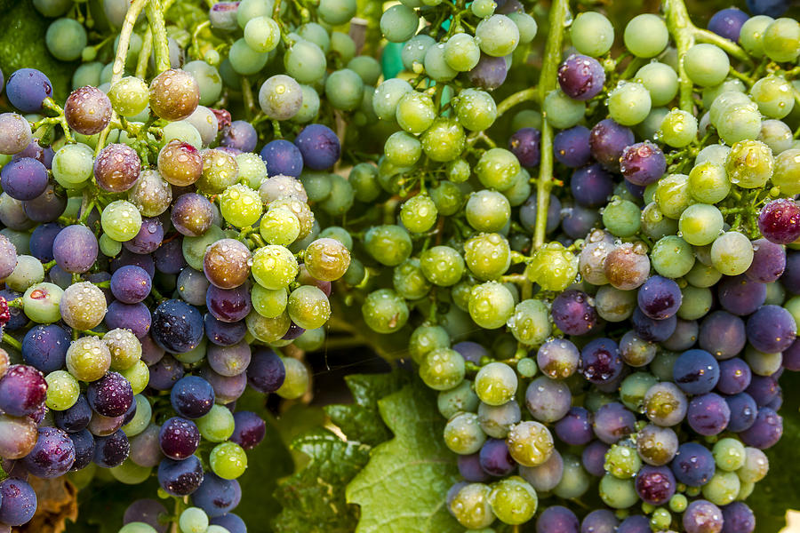 Colorful Wine Grapes on Grapevine #1 Photograph by Teri Virbickis