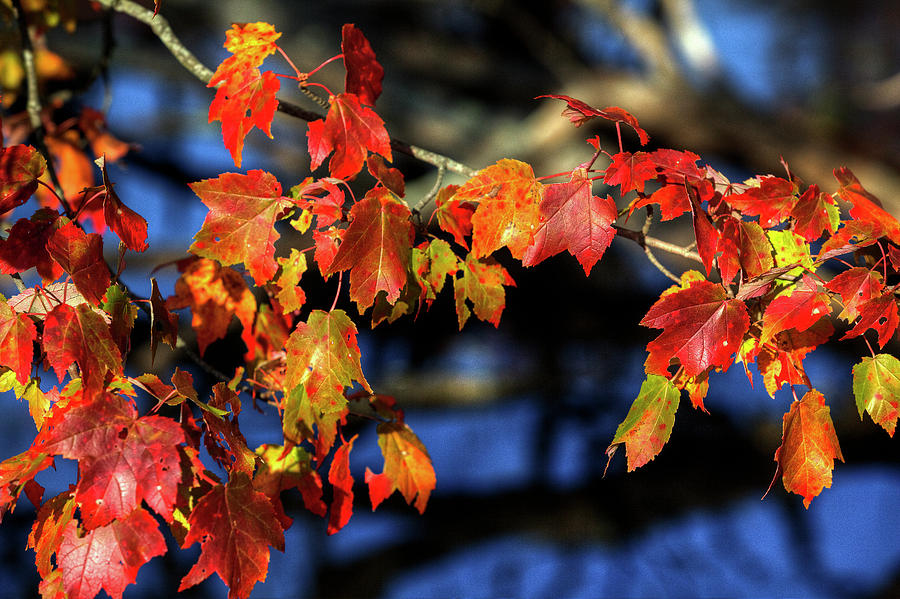 Colors of Autumn #1 Photograph by Steve Gravano