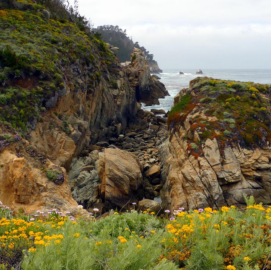 Colors of Point Lobos #1 Photograph by Carla Parris