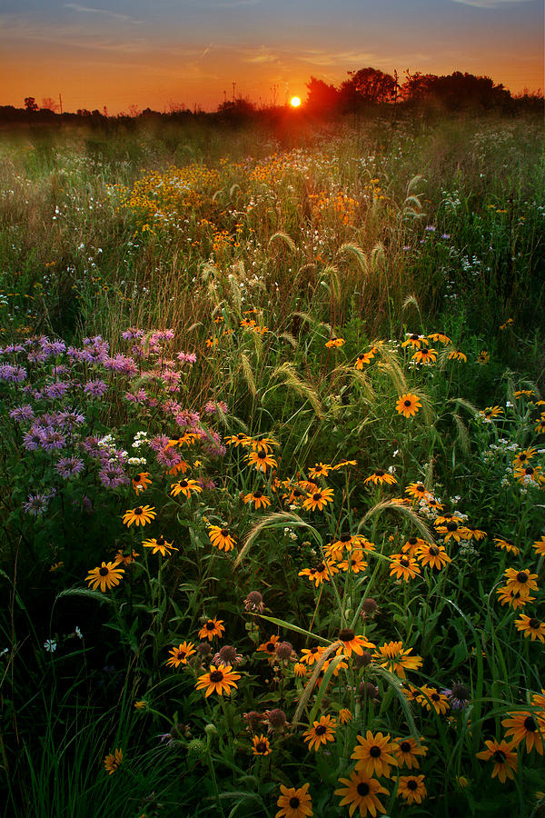 Colors of Summer #1 Photograph by Rob Blair