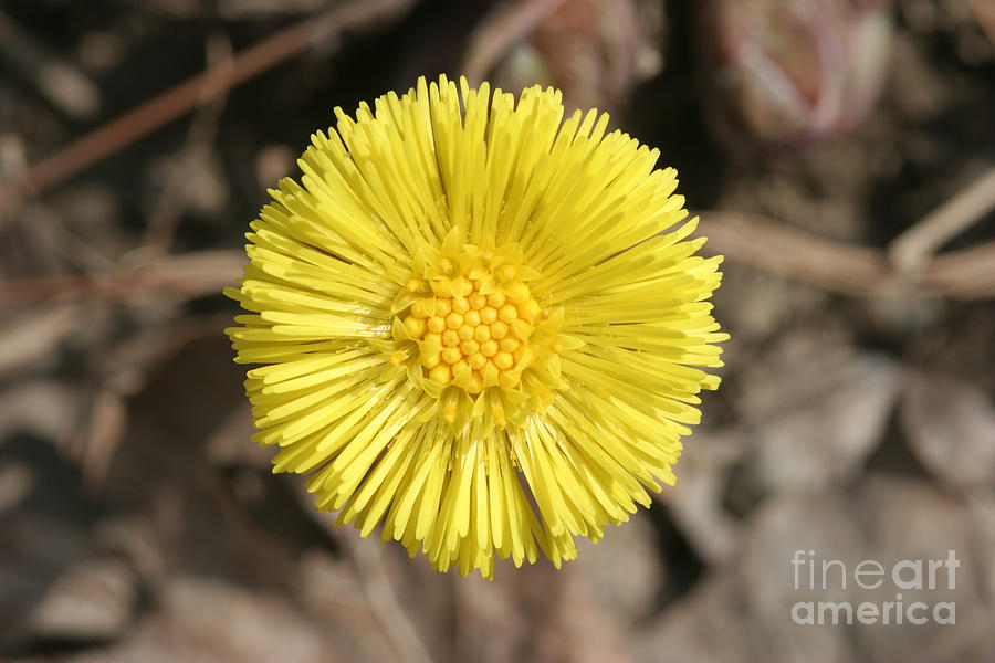 Coltsfoot Flower #1 Photograph by Ted Kinsman