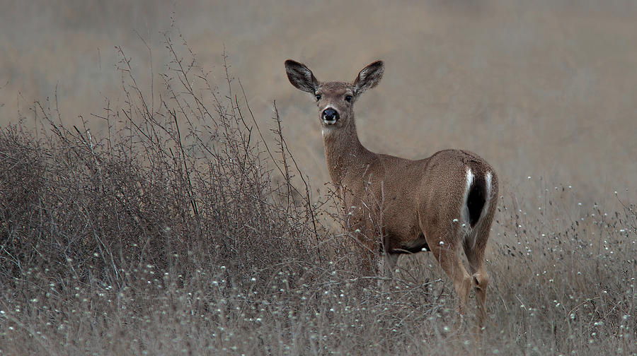 Columbian Black-tailed Deer #2 Photograph by Floyd Hopper