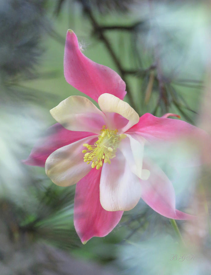 So Happy Together - Columbine and Spruce 2 - Floral Art Photograph by Brooks Garten Hauschild