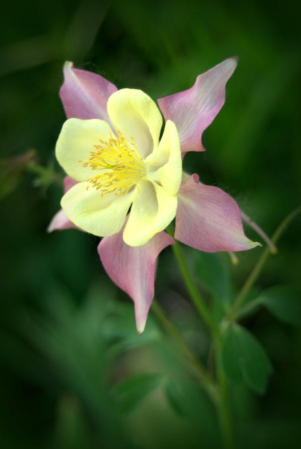 Columbine Flower #1 Photograph by Nathan Abbott