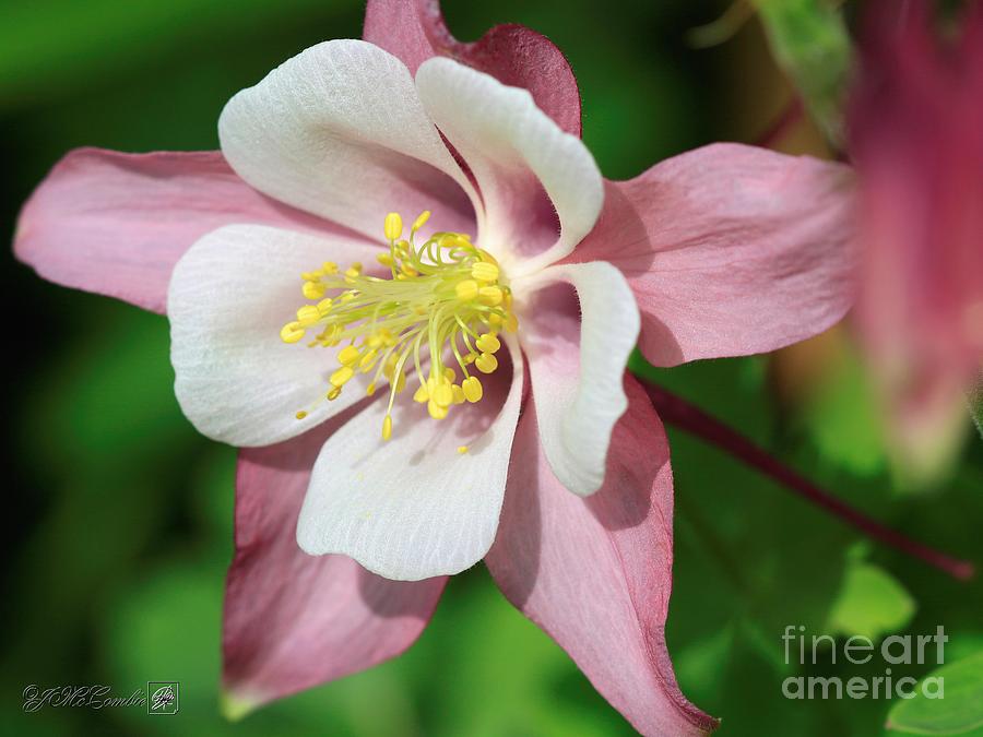 Columbine from the Songbird Series named Robin #1 Photograph by J McCombie