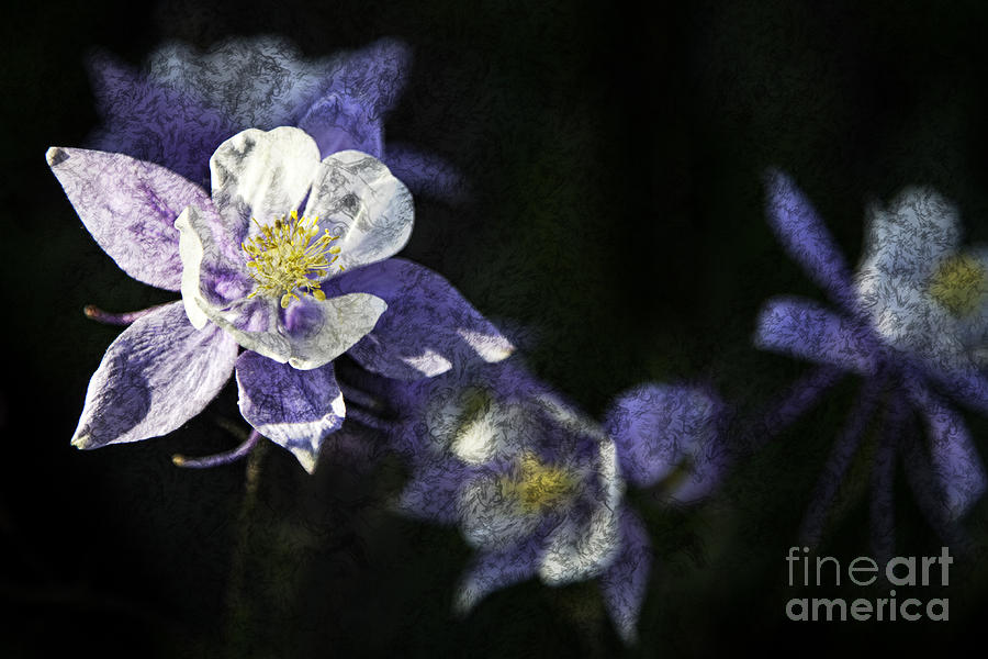 Columbine Textured #1 Photograph by Timothy Hacker