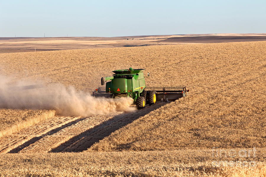 Combine Harvesting Wheat #1 Photograph by Inga Spence