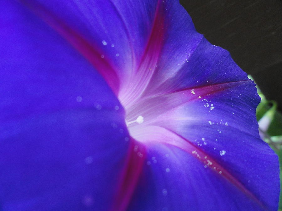Flower Photograph - Come Hither Indigo #1 by Trish Hale