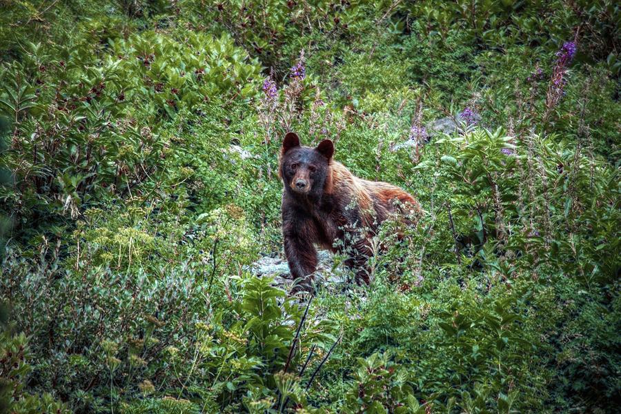 Bear Photograph - Come Play With Me #1 by Linda Unger