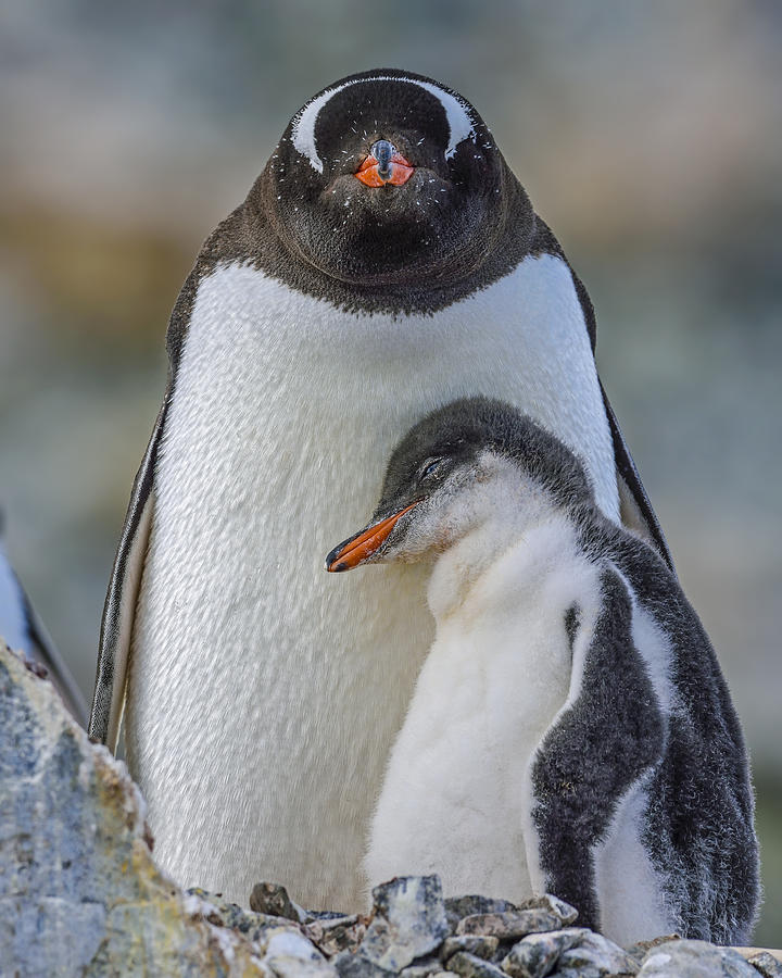 Penguin Photograph - Comfort #1 by Tony Beck