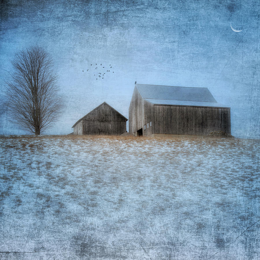 Barn Photograph - Coming Home to Roost by Bill Wakeley