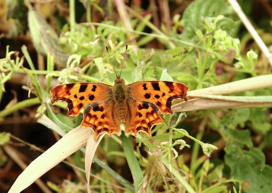 Comma Butterfly #1 Photograph by Jeff Townsend
