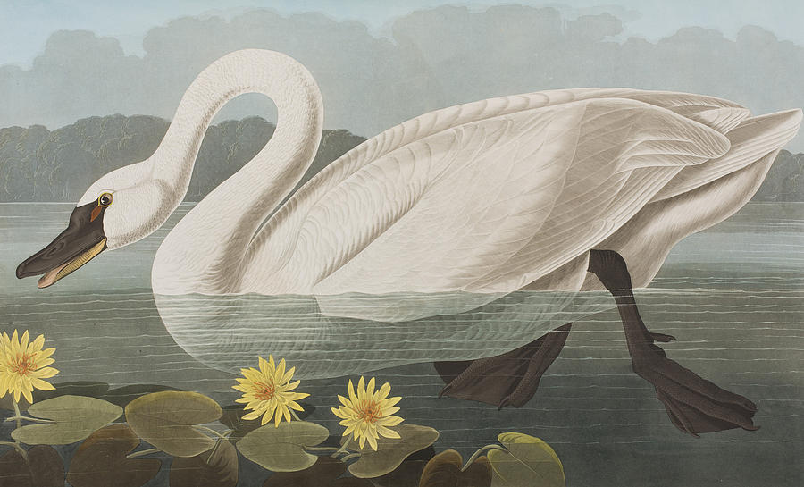 John James Audubon Painting - Common American Swan by John James Audubon
