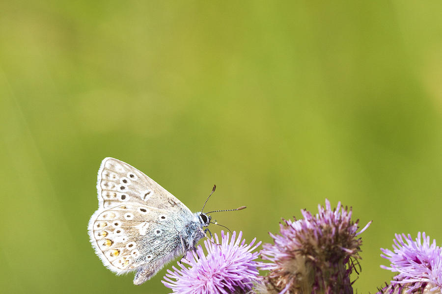 Common Blue Butterfly  #1 Photograph by Chris Smith