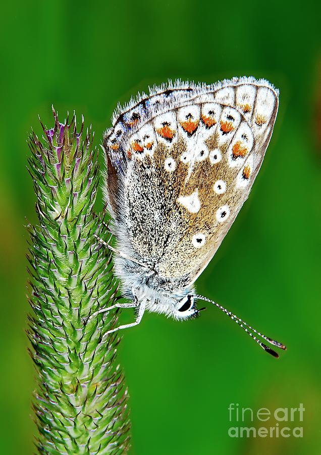Common Blue Butterfly #1 Photograph by Martyn Arnold