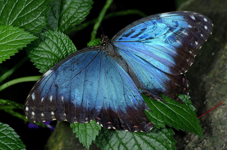 Common Blue Morpho Butterfly #1 Photograph by JT Lewis
