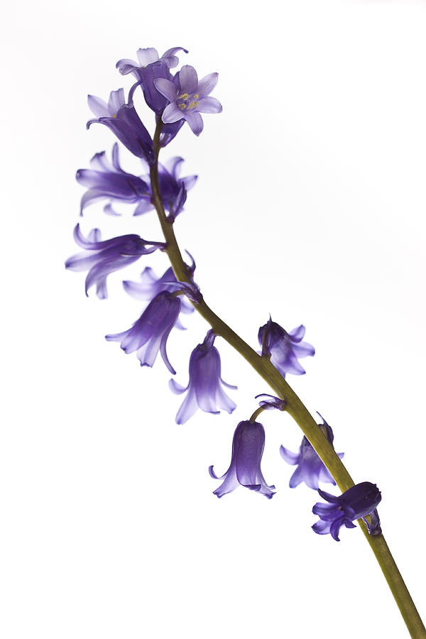 Nature Photograph - Common bluebell Hyacinthoides non-scripta #1 by Gabor Pozsgai