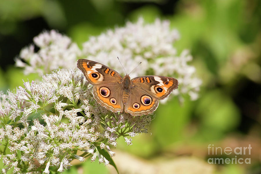 Common Buckeye Butterfly #2 Photograph by Jill Lang