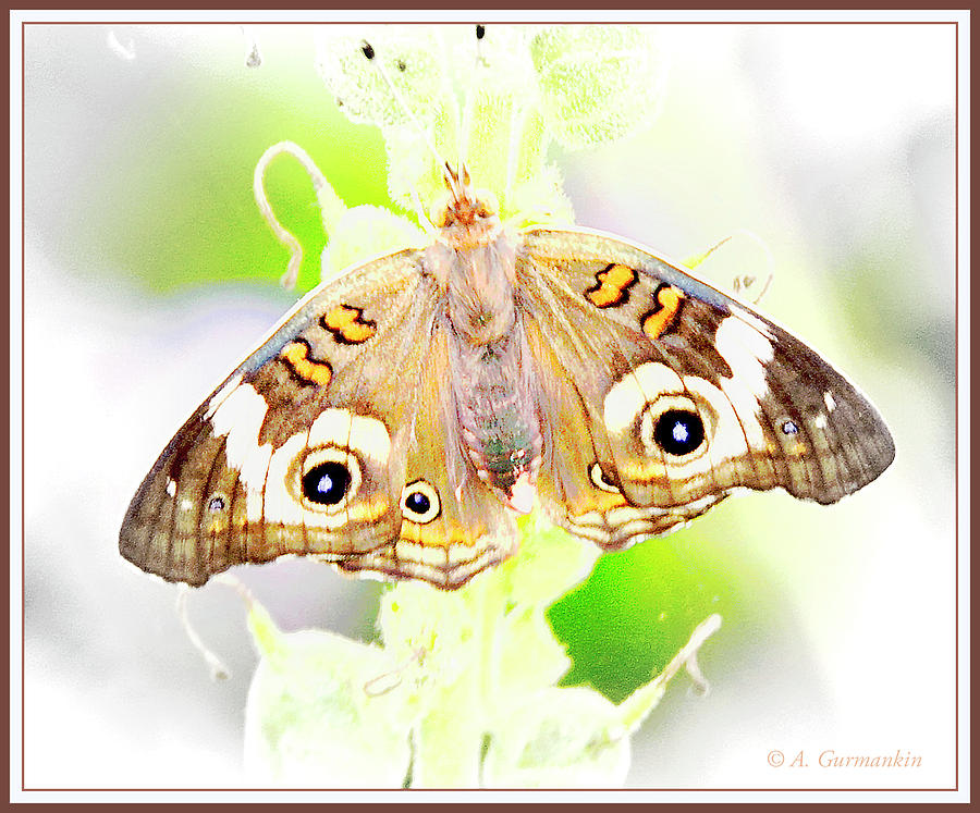 Common Buckeye Butterfly, Junonia coenia #1 Photograph by A Macarthur Gurmankin