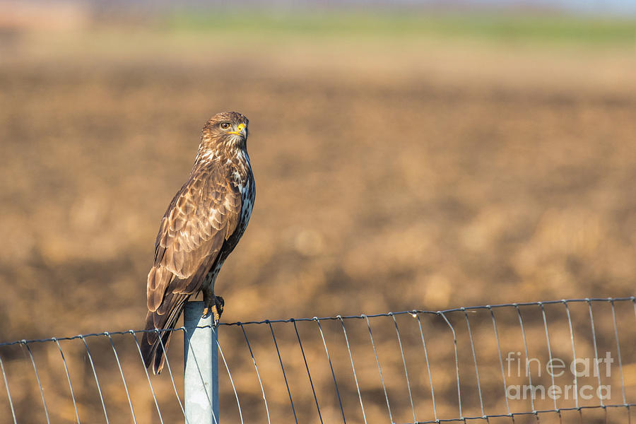 Common Buzzard Along the Highway Nis - Budapest #1 Photograph by Jivko Nakev