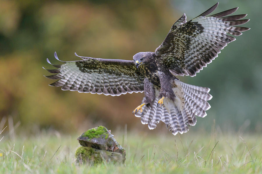 Common Buzzard In Flight Drawing by McPhoto-Rolfes Bildagentur-online ...