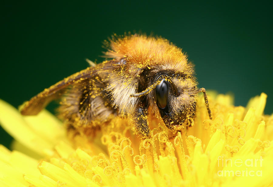 Common Carder-bee #1 Photograph by Matthias Lenke