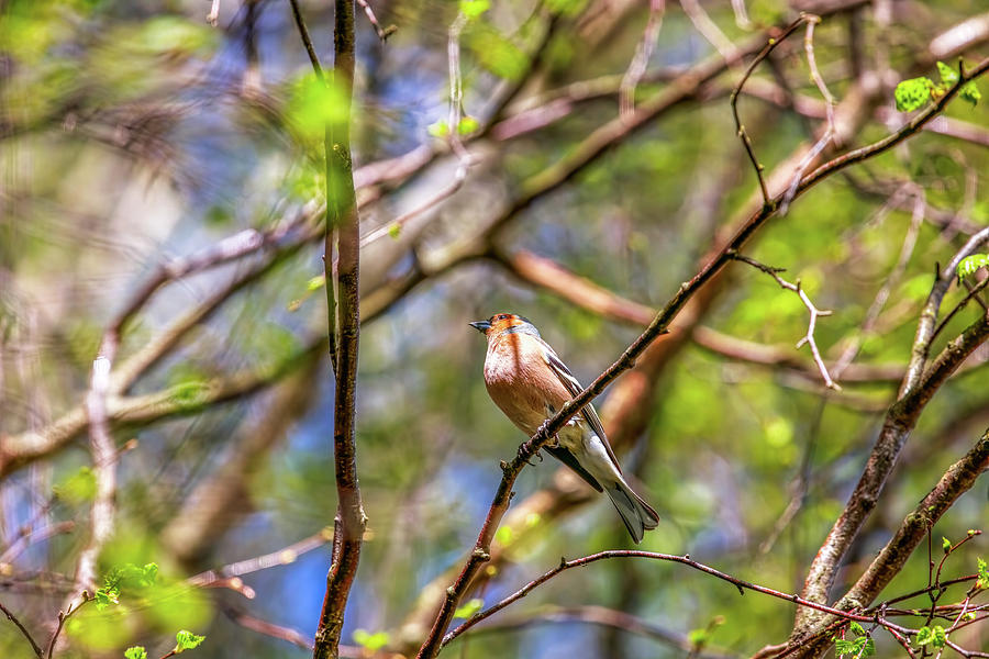 Common chaffinch #2 #2 Photograph by Leif Sohlman