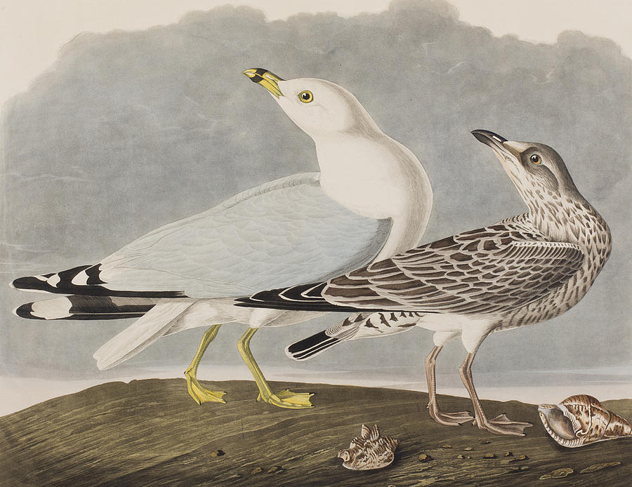 John James Audubon Painting - Common Gull by John James Audubon