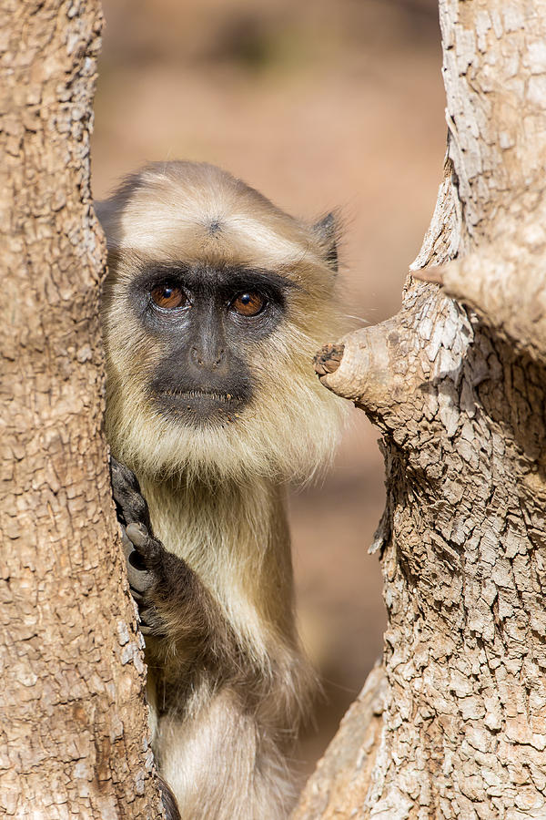 Common Indian Langur #1 Photograph by B. G. Thomson
