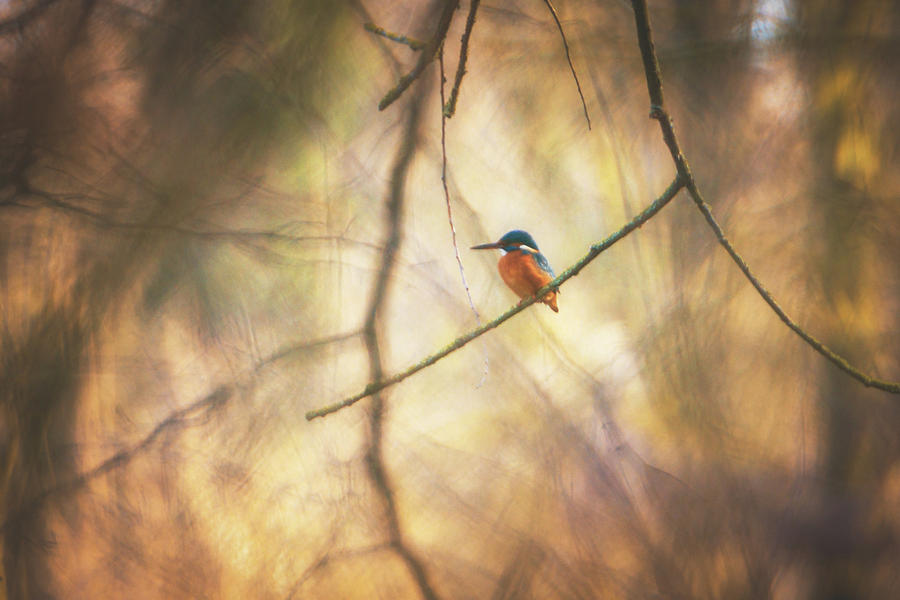 Common Kingfisher - Alcedo Atthis Photograph
