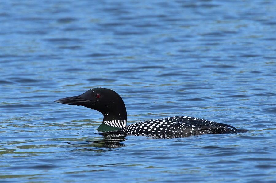 Common Loon #1 Photograph by Bruce J Robinson