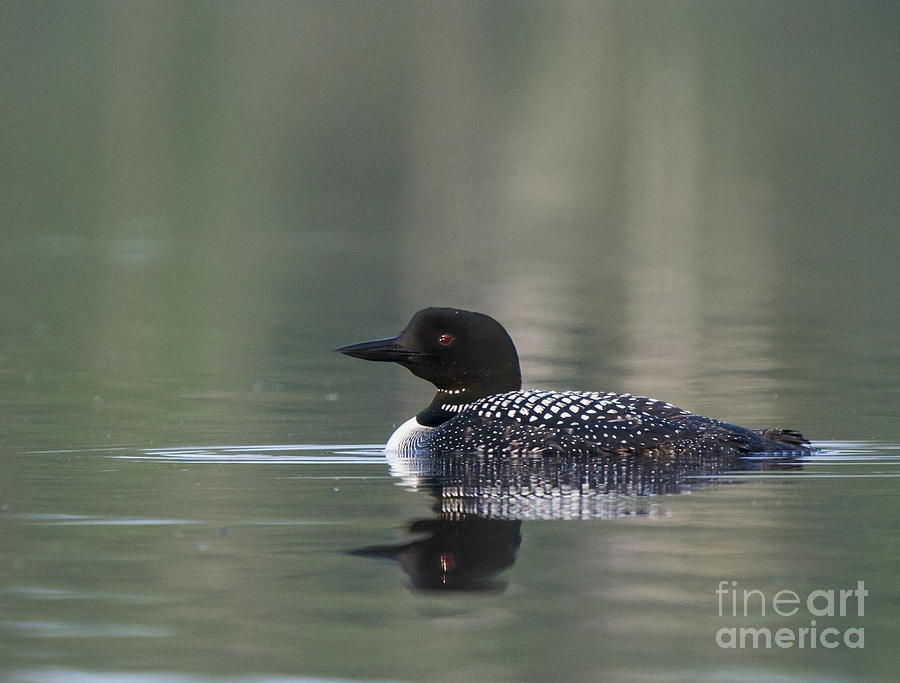 Wildlife Photograph - Common Loon #1 by Julie DeRoche