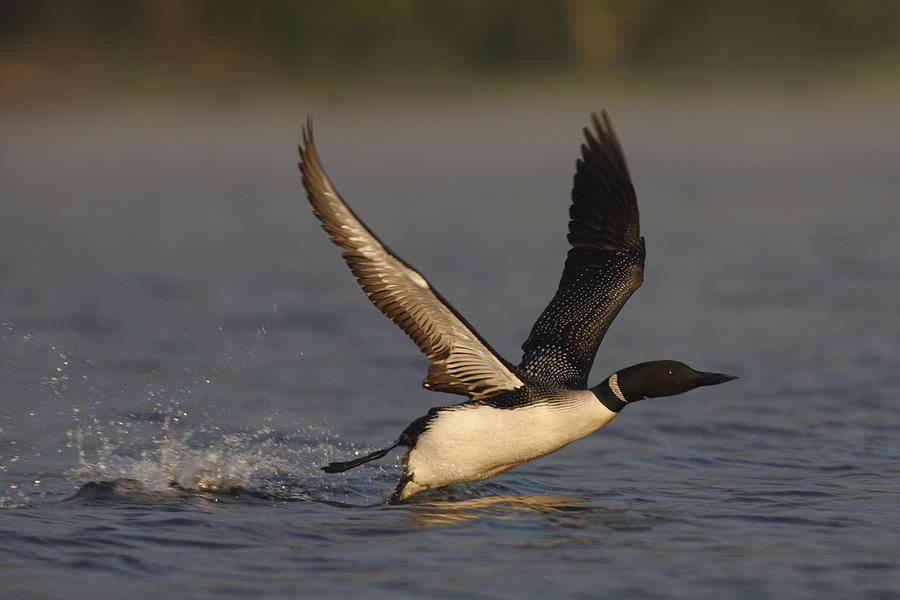 Common Loon takes off Photograph by Mark Wallner - Fine Art America