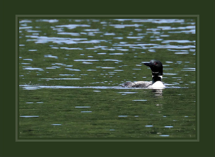 Common Loon Triple Matted In Green #1 Photograph by Sandra Huston