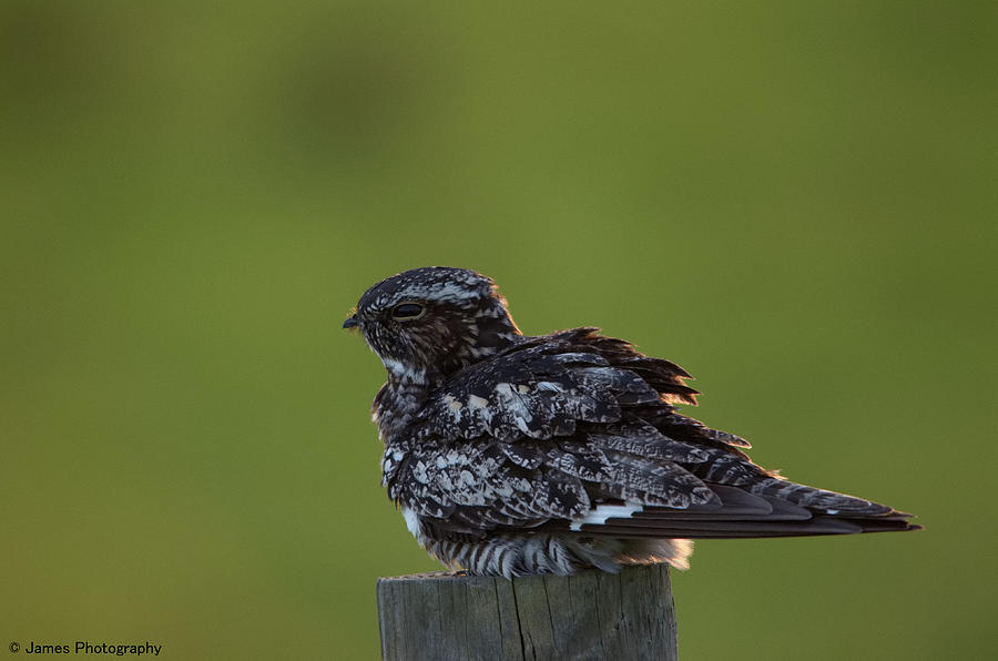 Common Nighthawk #1 Photograph by James Petersen