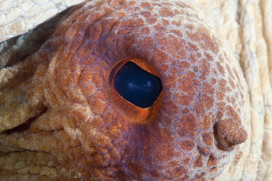 Common Octopus Eye #1 Photograph by Reinhard Dirscherl