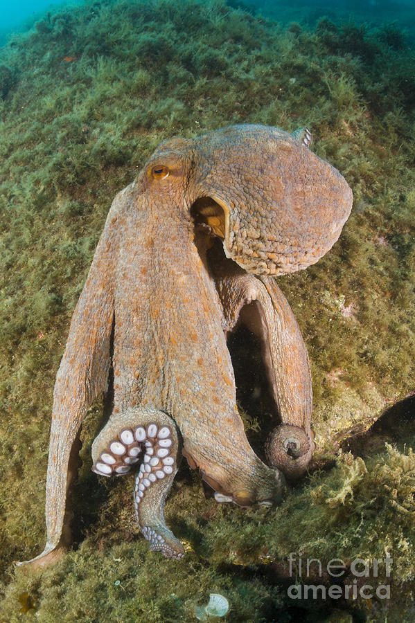 Common Octopus #1 Photograph by Reinhard Dirscherl