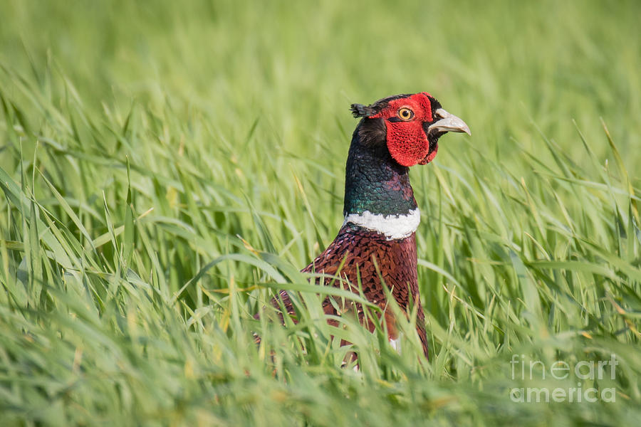 Common Pheasant male #1 Photograph by Jivko Nakev