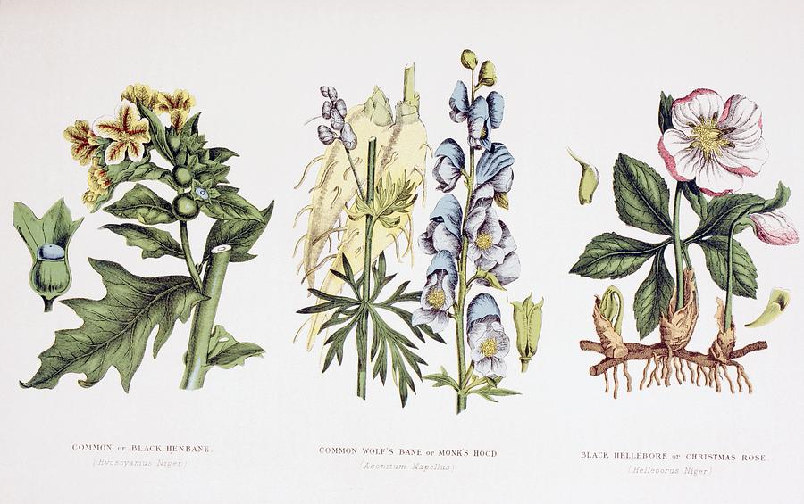 Common Poisonous Plants. Left To Right Drawing by Vintage Design Pics