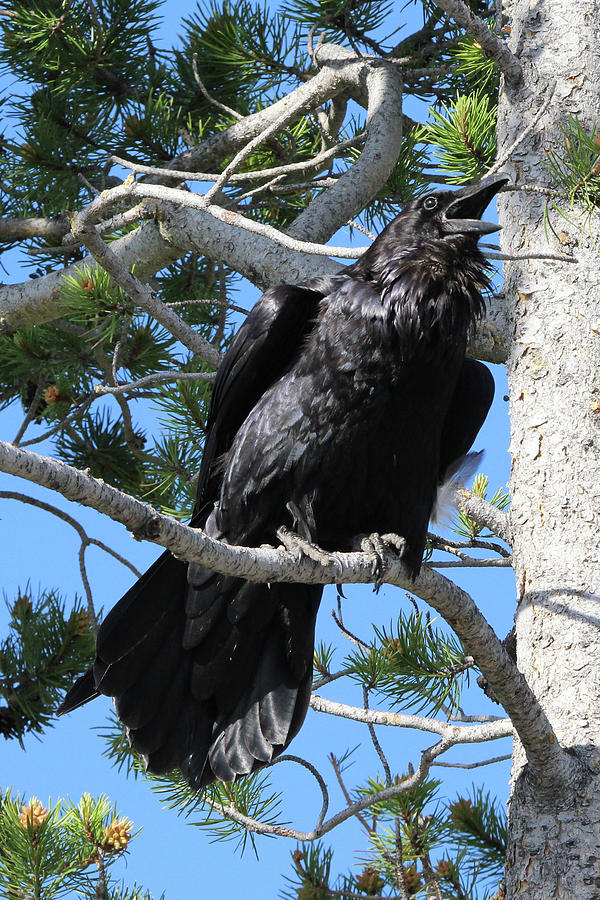 Common Raven Yellowstone USA #1 Photograph by Bob Savage