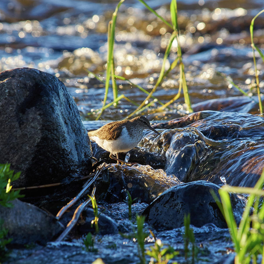 Common sandpiper #1 Photograph by Jouko Lehto