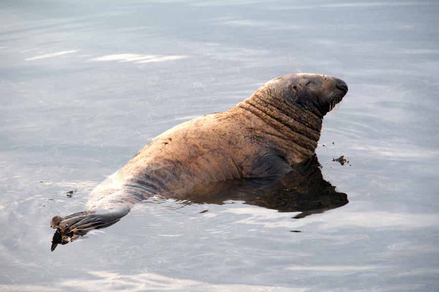 Common Seal #1 Photograph by Chris Day