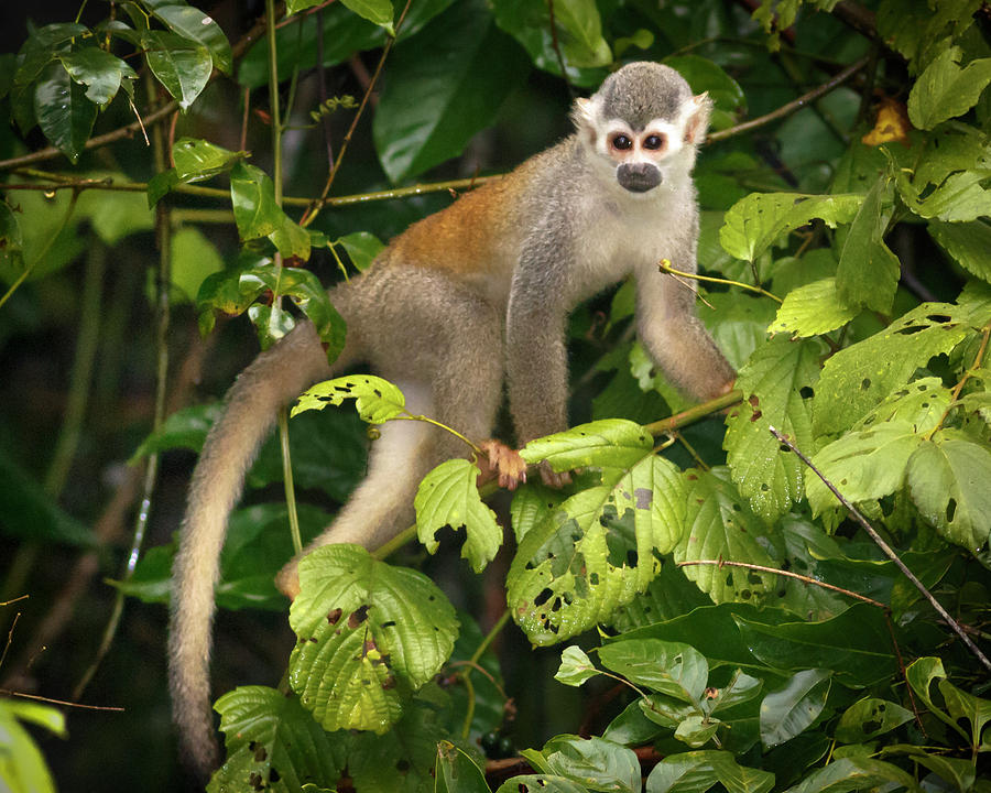 Common Squirrel Monkey La Macarena Colombia #1 Photograph by Adam Rainoff