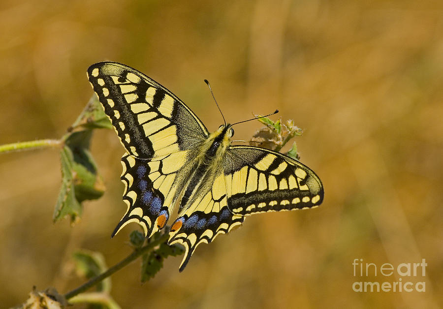 Common Swallowtail #1 Photograph by Steen Drozd Lund