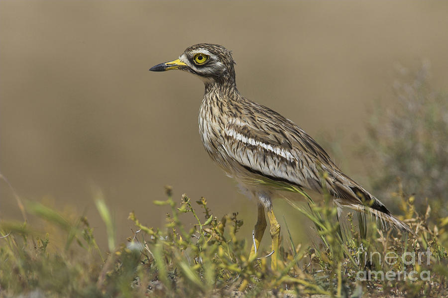Common Thick-knee #1 Photograph by Dr. Martin Woike