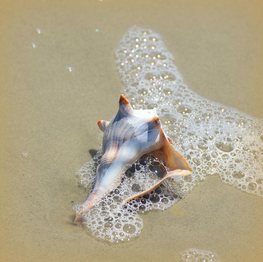 Nature Photograph - Conch #2 by Linda Covino